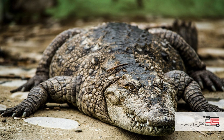 خطر انقراض تمساح تالابی در سیل سیستان و بلوچستان