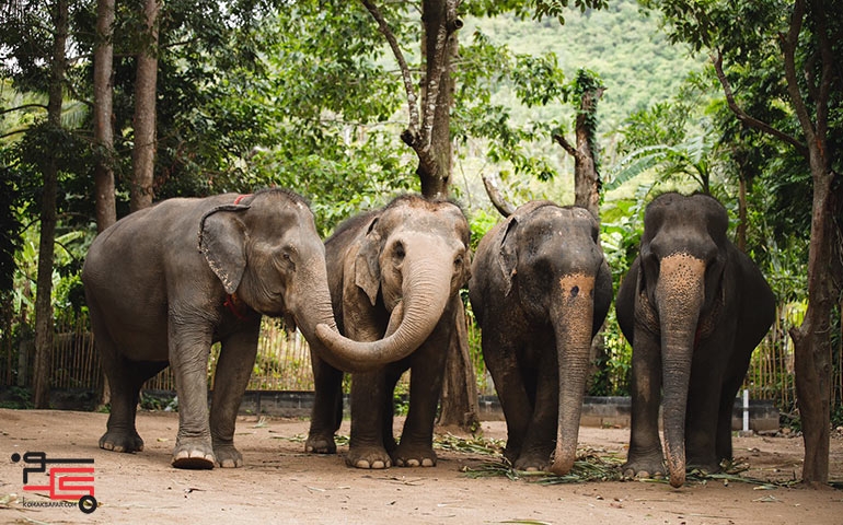 جنگل پناهگاه فیل ها در پوکت